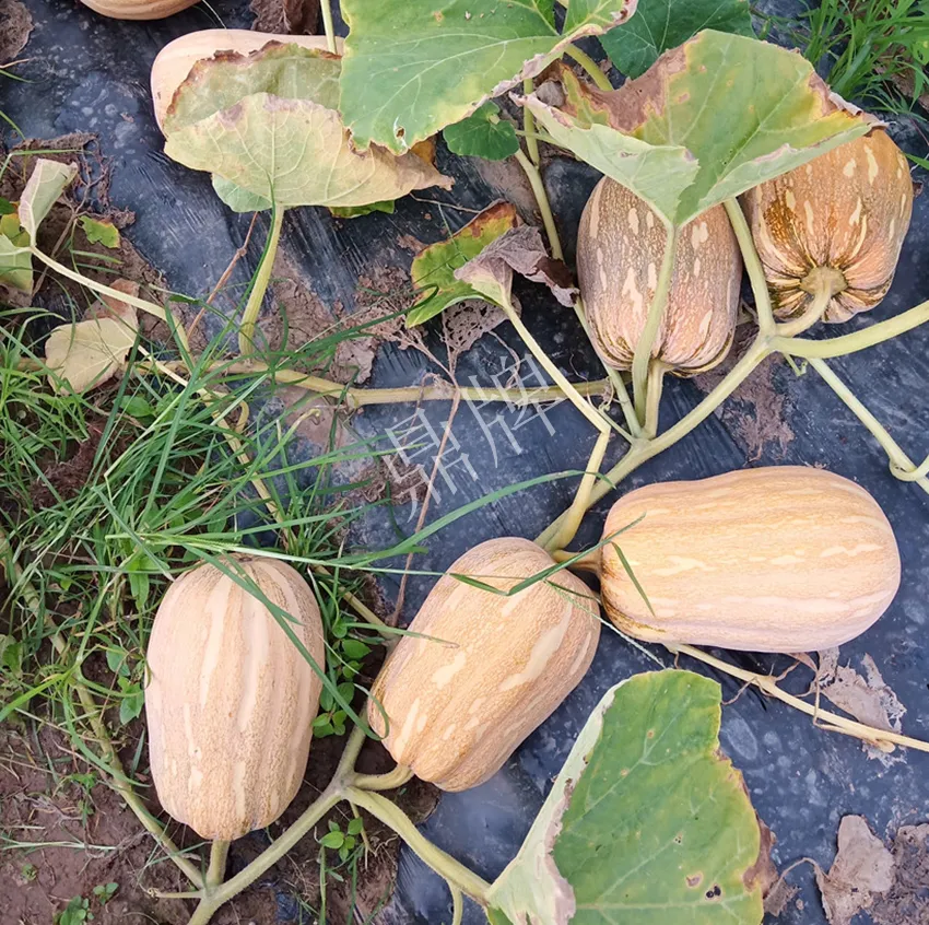 襄陽農(nóng)民“押寶”押對(duì)了，這個(gè)品種幫他賺了2倍錢