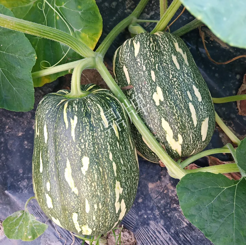 襄陽農(nóng)民“押寶”押對(duì)了，這個(gè)品種幫他賺了2倍錢