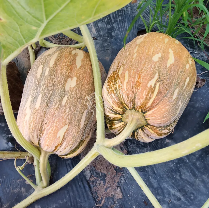 襄陽農(nóng)民“押寶”押對(duì)了，這個(gè)品種幫他賺了2倍錢