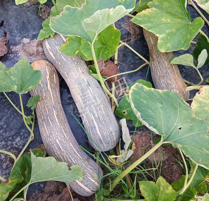 岳陽(yáng)王大年打工多年，選擇回家種南瓜，今年還增加了50畝地