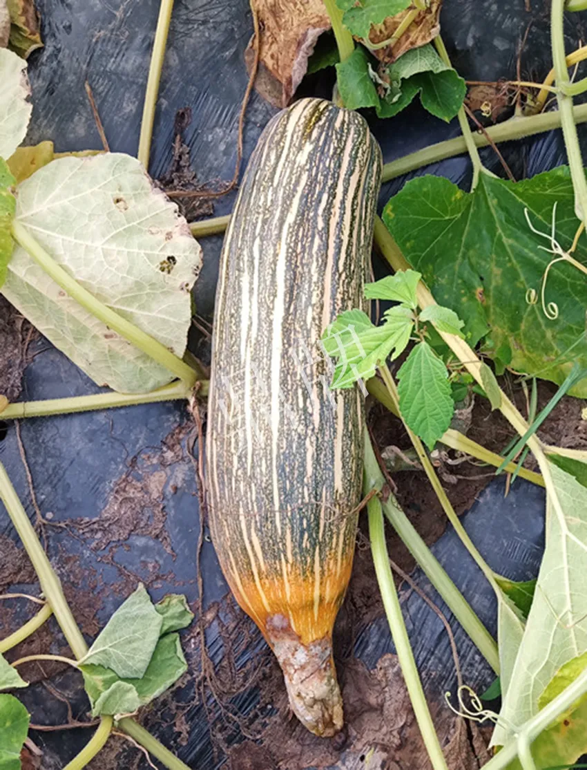 岳陽(yáng)王大年打工多年，選擇回家種南瓜，今年還增加了50畝地