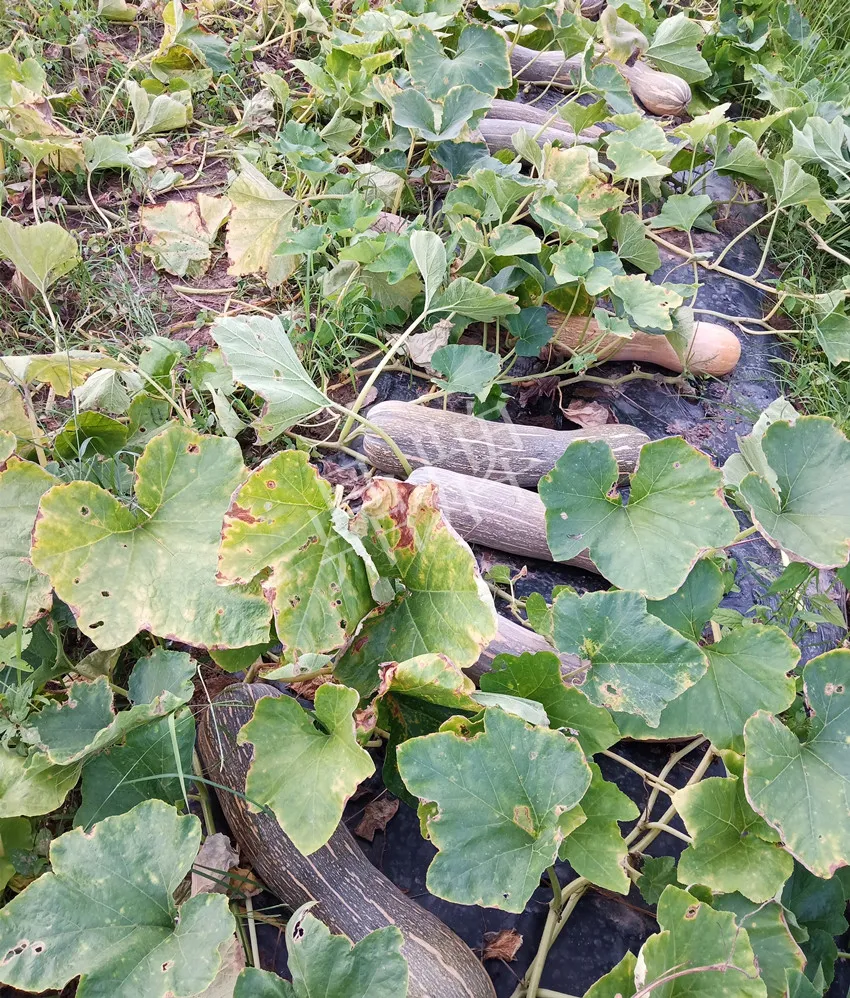 岳陽(yáng)王大年打工多年，選擇回家種南瓜，今年還增加了50畝地