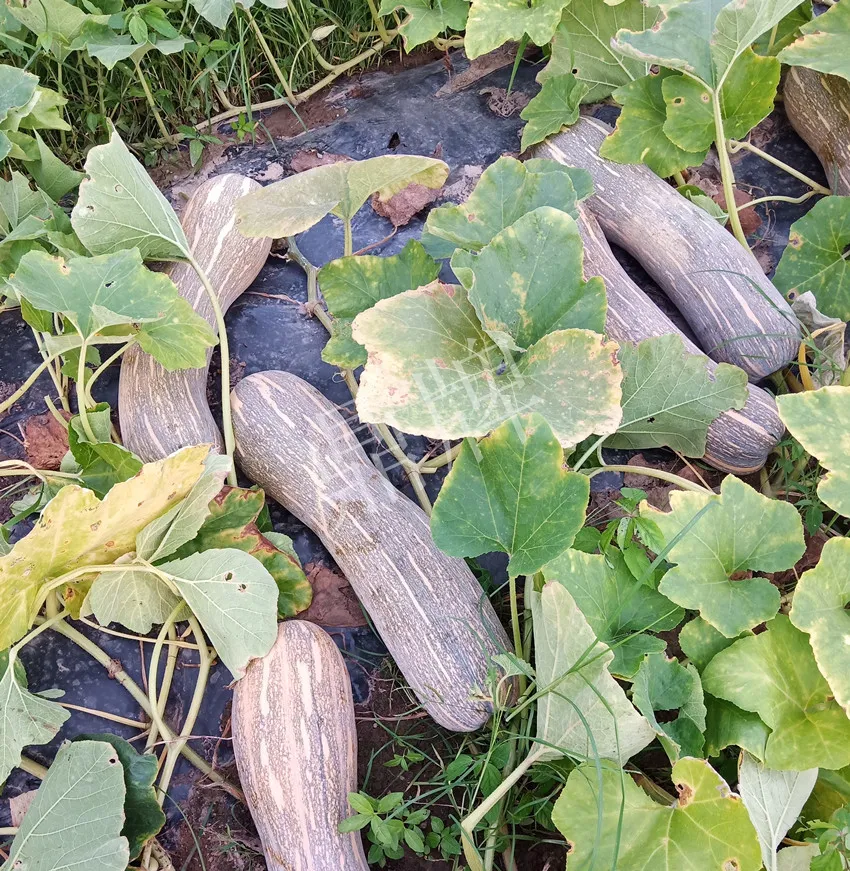 岳陽(yáng)王大年打工多年，選擇回家種南瓜，今年還增加了50畝地