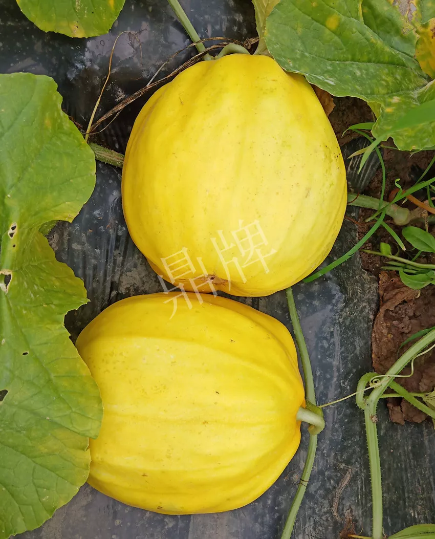 婁底瓜農(nóng)純賺50萬，我這個(gè)“張大膽”榮光了一把