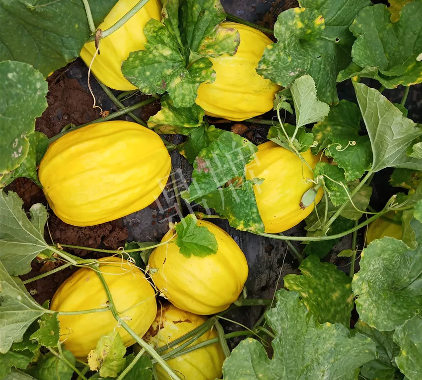 婁底瓜農(nóng)純賺50萬，我這個(gè)“張大膽”榮光了一把