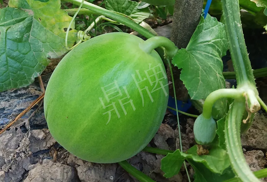 婁底瓜農(nóng)純賺50萬，我這個(gè)“張大膽”榮光了一把