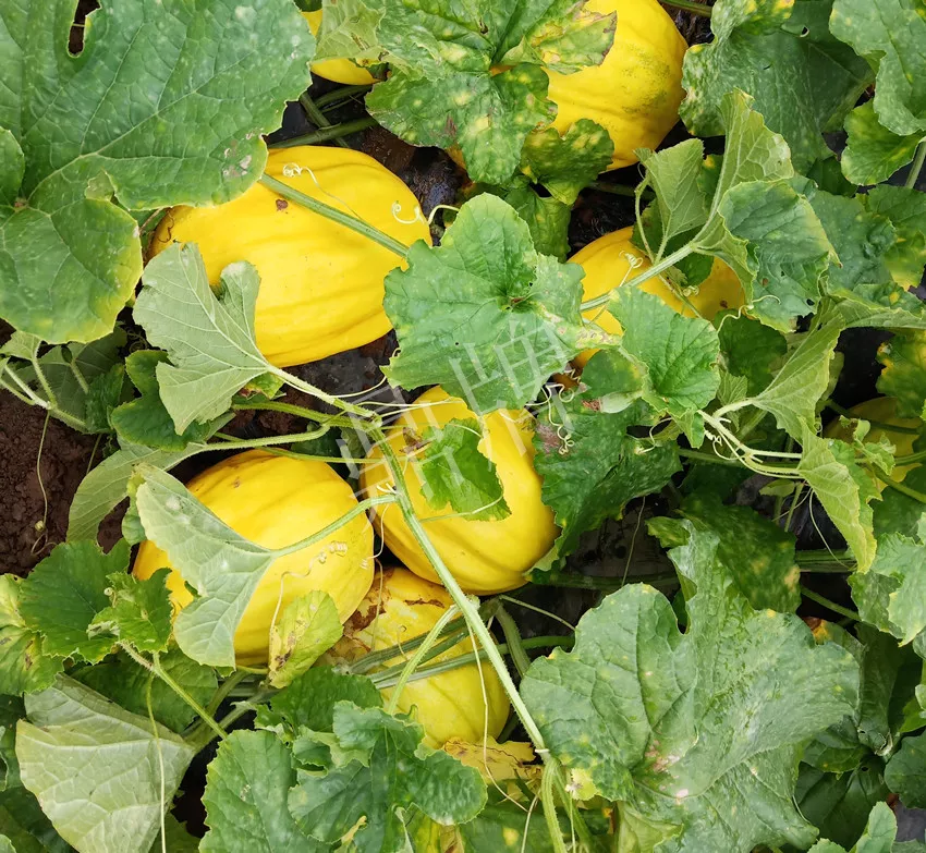 婁底瓜農(nóng)純賺50萬，我這個(gè)“張大膽”榮光了一把