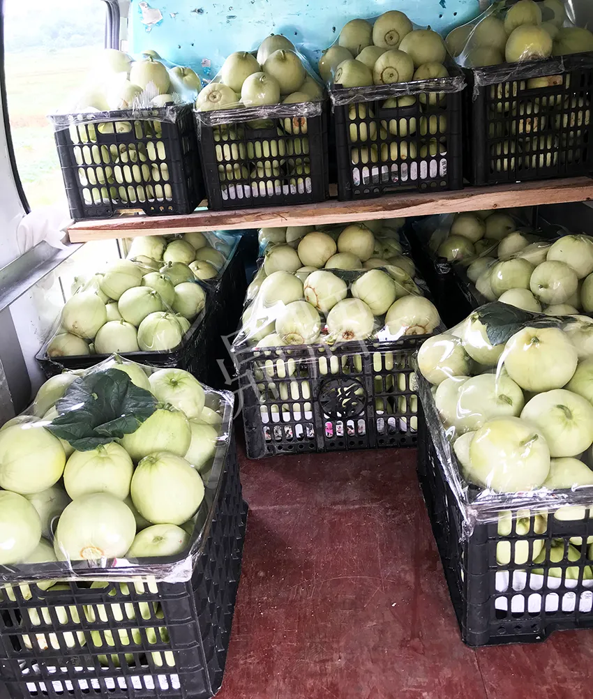 郴州農(nóng)戶種植新品種，果實(shí)又香又甜，很好賣(mài)