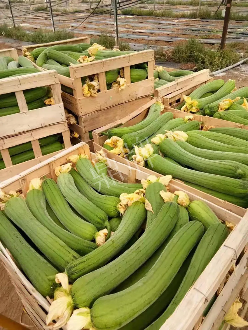 鎮(zhèn)江的何青萍，在法國種植“優(yōu)比1號(hào)”每公斤24元