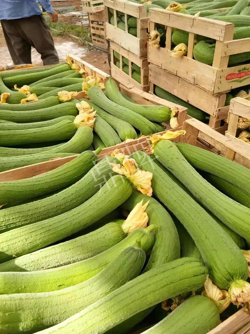 鎮(zhèn)江的何青萍，在法國種植“優(yōu)比1號(hào)”每公斤24元