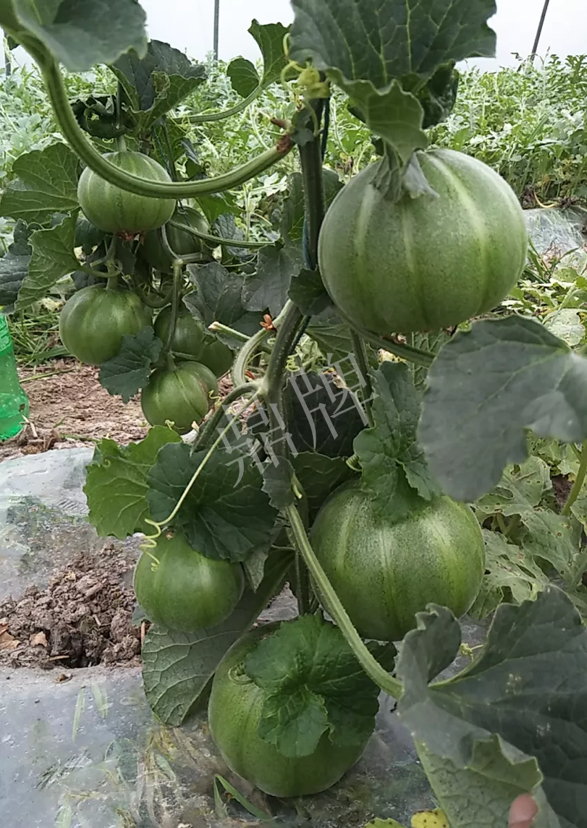 一株坐果15個(gè)，6元1斤，好賣得很