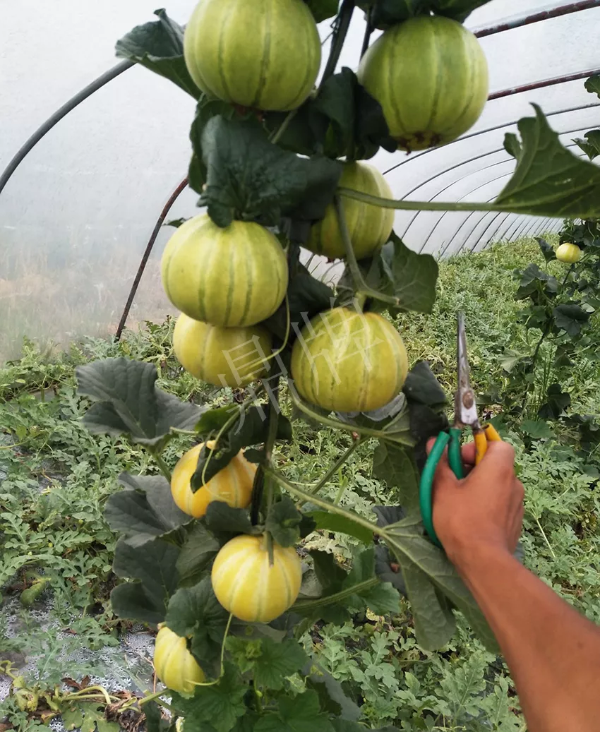 一株坐果15個(gè)，6元1斤，好賣得很