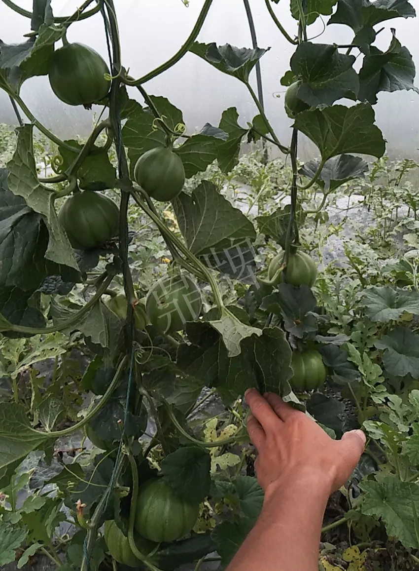 一株坐果15個(gè)，6元1斤，好賣得很