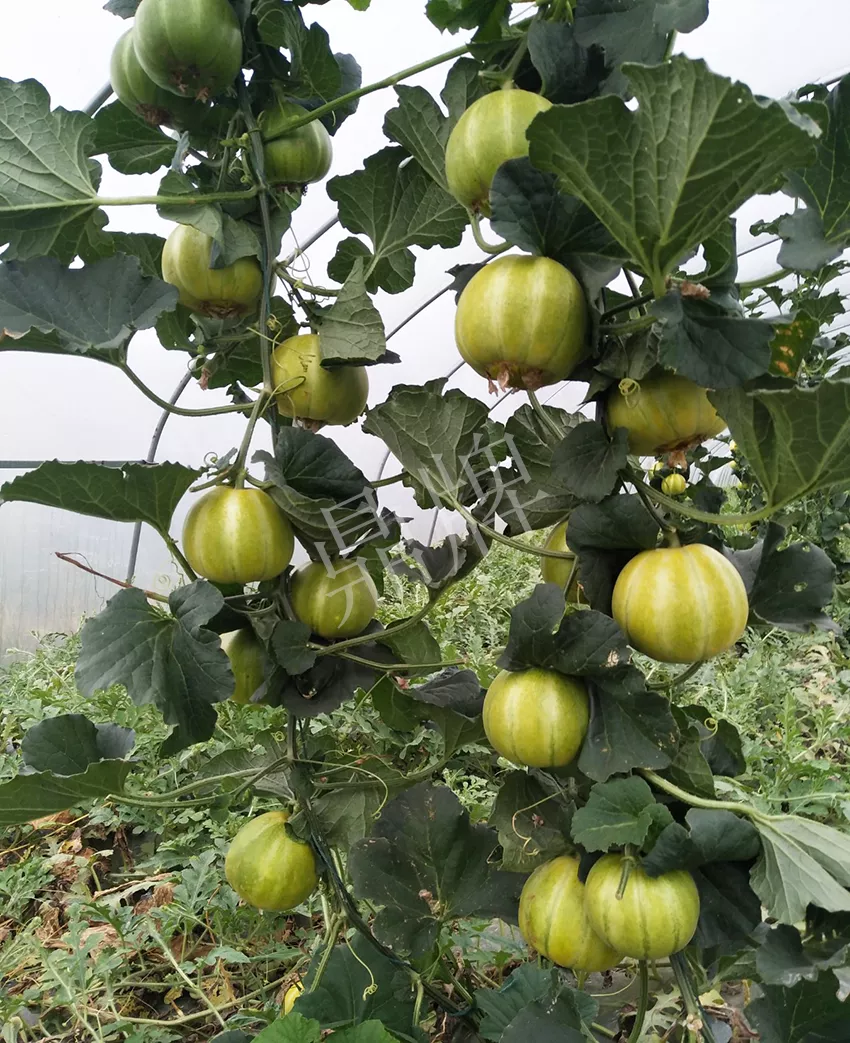 一株坐果15個(gè)，6元1斤，好賣得很