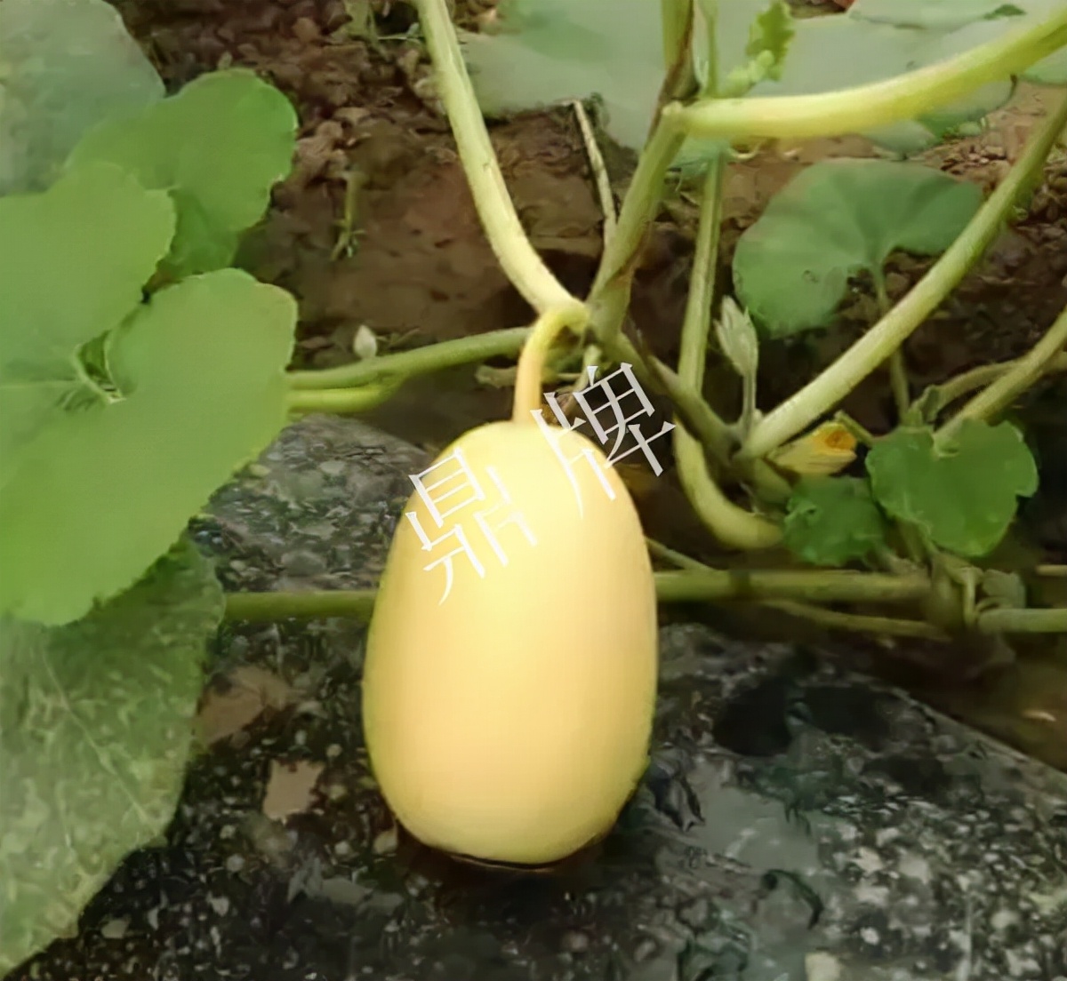 河南3月中旬就上市的“黃金筍瓜”，能買到14元/斤