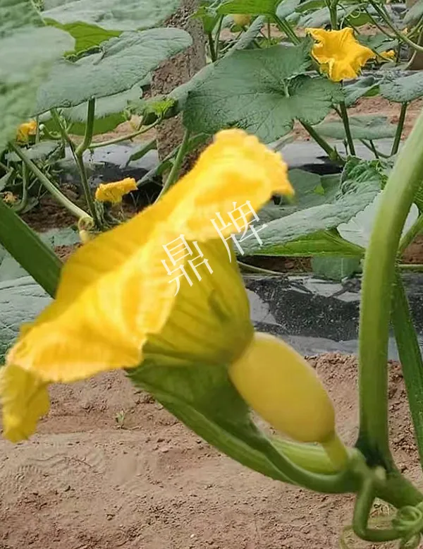河南3月中旬就上市的“黃金筍瓜”，能買到14元/斤
