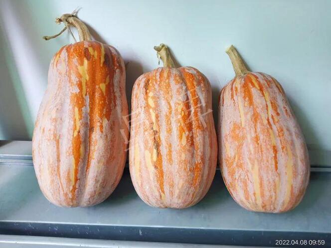 蔬菜種子種植戶客戶點評-去年的南瓜，放到現(xiàn)在還完好！能賣什么價？