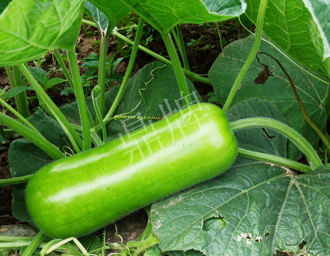 蔬菜種子種植戶客戶點(diǎn)評-牛逼！我露地栽培的瓠瓜，比別人大棚的還早上市！