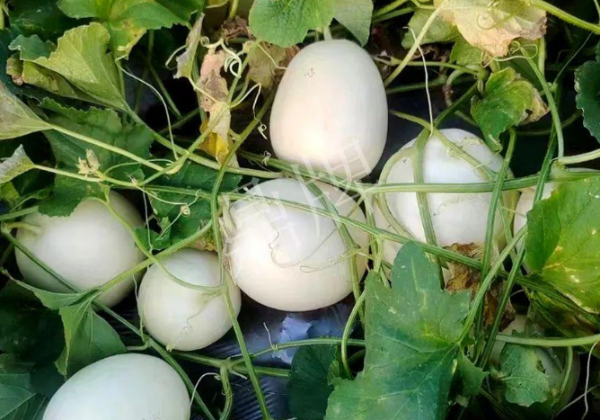 蔬菜種子種植戶客戶點(diǎn)評-巴適，巴適，這個(gè)甜瓜太巴適了！