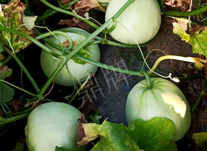 蔬菜種子種植戶客戶點(diǎn)評-種植這個(gè)品種，謹(jǐn)防小偷?。?！