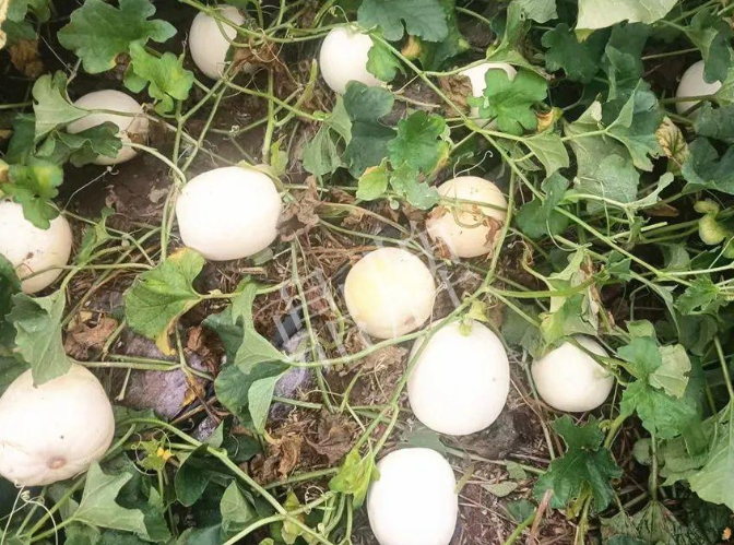 蔬菜種子種植戶客戶點(diǎn)評-什么？這個(gè)白皮甜瓜紅得發(fā)紫？