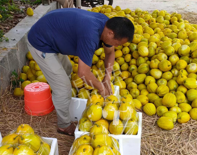 蔬菜種子種植戶客戶點(diǎn)評-這個(gè)品種抗性強(qiáng)、口感好，為我的合作社帶來了高收入!