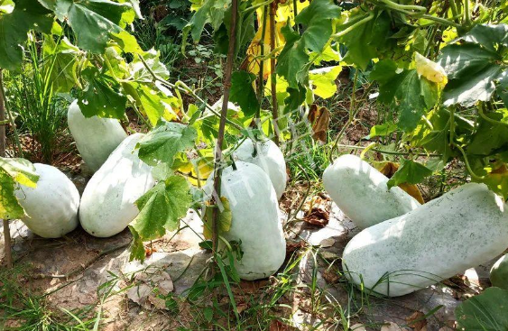 蔬菜種子種植戶客戶點(diǎn)評(píng)-驚訝！炎炎烈日下，小孩大聲喊：“大雪球！大雪球……”怎樣一回事？