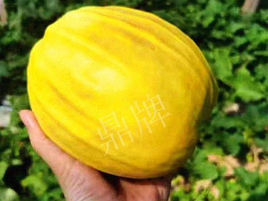 蔬菜種子種植戶客戶點(diǎn)評(píng)-我的甜瓜賣20元1市斤，與大家分享…