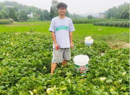 蔬菜種子種植戶客戶點(diǎn)評(píng)-甜瓜新品上市，每個(gè)賣9元，很暢銷！