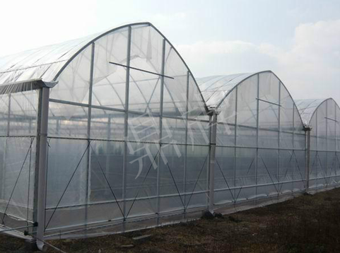 蔬菜種子種植戶客戶點評-鼎牌瓠瓜上市早，地頭批發(fā)價達(dá)到8元/斤，種植基地王老板告訴您！