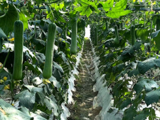 蔬菜種子種植戶客戶點評-高手在民間，浙江蒼南的絲瓜在下半年至春節(jié)，都有大量上市！