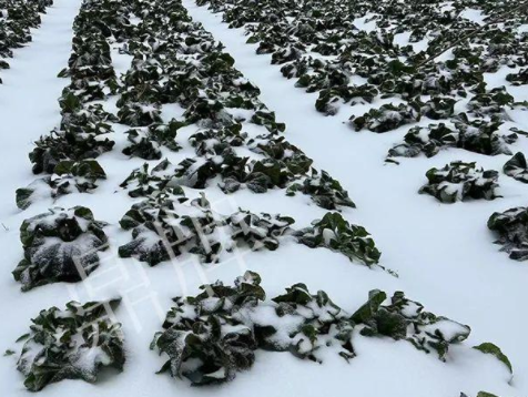 蔬菜種子種植戶客戶點評-春節(jié)期間，2畝雜交“東漢菜”一批就賣了2萬多元！