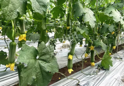 蔬菜種子種植戶客戶點評-這個新品種好不好？？？見證的時候到了！