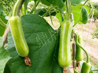 蔬菜種子種植戶客戶點評-科研人員發(fā)誓研究的一個抗高溫品種，您可能需要！