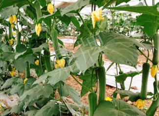 蔬菜種子種植戶客戶點評-一株結(jié)瓜30多個，價錢好，賺了！