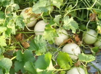 蔬菜種子種植戶客戶點(diǎn)評(píng)-真有這么好嗎？這個(gè)品種我試種了一畝地，猜猜我賣了多少錢？