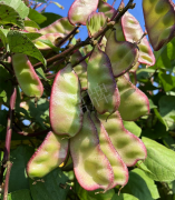 蔬菜種子種植戶客戶點(diǎn)評(píng)-價(jià)格好得讓種植者笑咪咪的，這個(gè)神奇的品種在霜降后還是串串結(jié)莢！