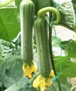 蔬菜種子種植戶客戶點(diǎn)評-這瓜，太美了！太美了！但我這個(gè)老菜農(nóng)……唉！