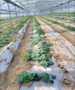 蔬菜種子種植戶客戶點(diǎn)評-三倍體絲瓜到底是斷頭好？還是不斷頭好？看看這位老板的做法……