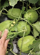 蔬菜種子種植戶客戶點(diǎn)評-瓜商喜歡、消費(fèi)者喜歡，這個(gè)品種就好銷售！