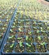 蔬菜種子種植戶客戶點評-高溫+病毒，雙重暴擊！今年種植這個品種能賺錢嗎？